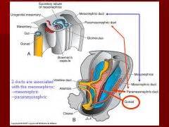 09-Urogenital development Foreign Language Flashcards - Cram.com