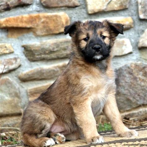 Soft-Coated Wheaten Terrier Mix Puppies For Sale | Greenfield Puppies