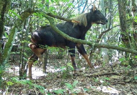 An Aminal Believed To Be Extinct Has Been Spotted Recently In Zhejiang