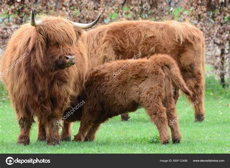 Highland Cattle Aka Kyloe Scottish Breed Rustic Beef Cattle Originated