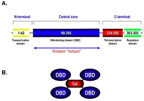 Schematic Representation Of A Structure Of Human P53 Note The