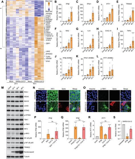 Pharmacological Activation Of Sting Blocks Sars Cov Infection