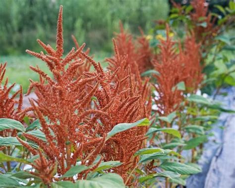 Amaranth Hot Biscuits Seeds Heirloom Seeds Canada
