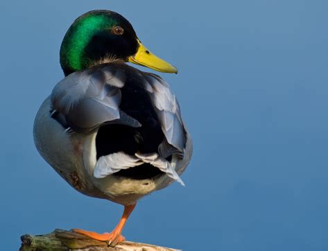 Smiling Duck Stock Photo - Download Image Now - Bird, Drake - Male Duck ...