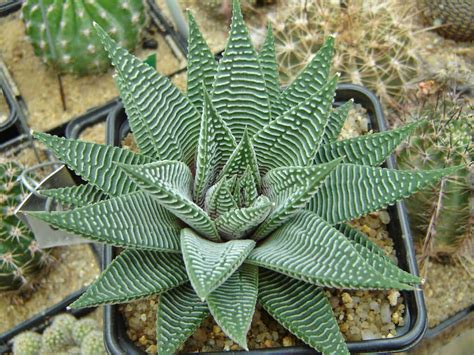 HAWORTHIA – GLISSANDO Garden Center