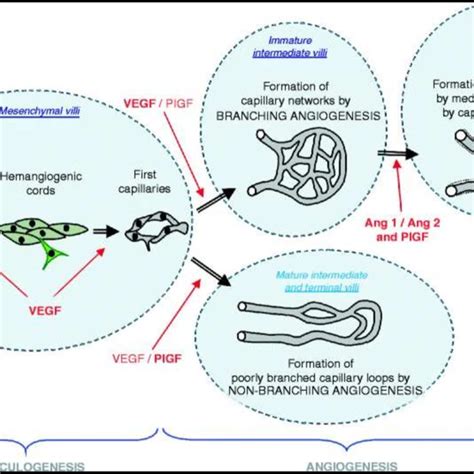 An illustration of the basic mechanisms of angiogenesis and... | Download Scientific Diagram