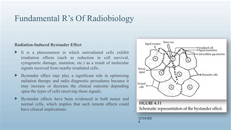 Pptpptx Fundamentals Of Radiology Ppt Ppt