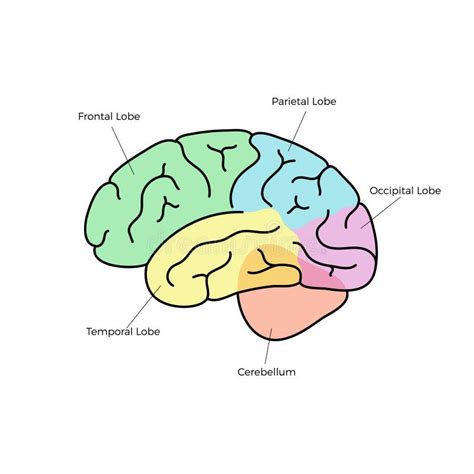 Illustration Vectorielle De L Anatomie Du Cerveau Humain Illustration