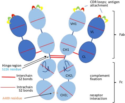 Immunoglobulin G Structure And Functional Implications Of Different Subclass Modifications In