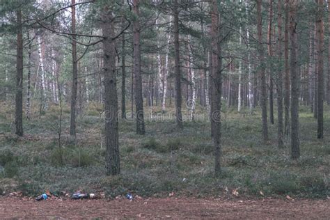Naked Pine Tree Forest Before Winter Vintage Retro Look Stock Image Image Of Forest Colors