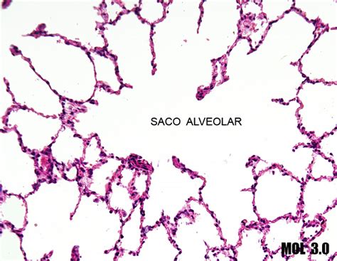 Sacos Alveolares
