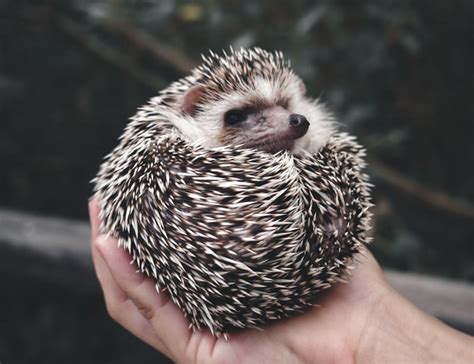 14 Hedgehog Facts To Unravel About Our Spiky Friends