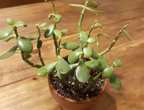 How to Fix a Leggy Jade Plant – 6 Effective Ways – Citycacti