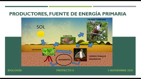 PROYECTO 8 BIOLOGÍA PRODUCTORES FUENTES DE ENERGÍA PRIMARIA YouTube