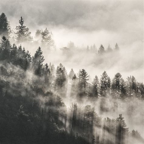 Mist Winter Trees In Mountains 5k Ipad Air Wallpapers Free Download