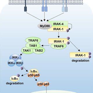 Canonical pathway of NF-κB signaling. Upon binding of ligands, such as ...