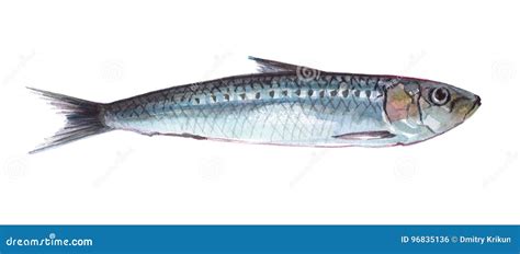 Animal Dos Peixes Da Sardinha Da Aquarela único Isolado Ilustração