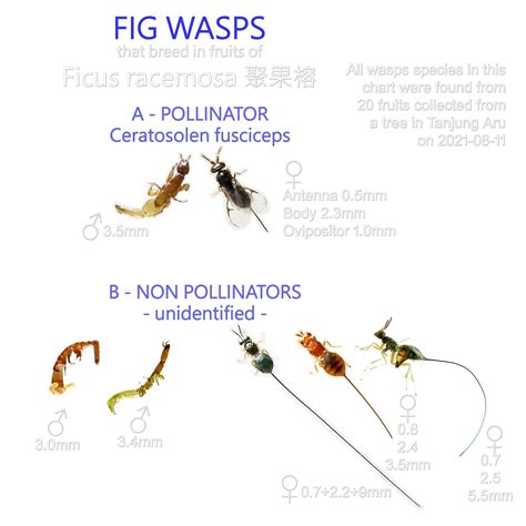 Fig Wasps