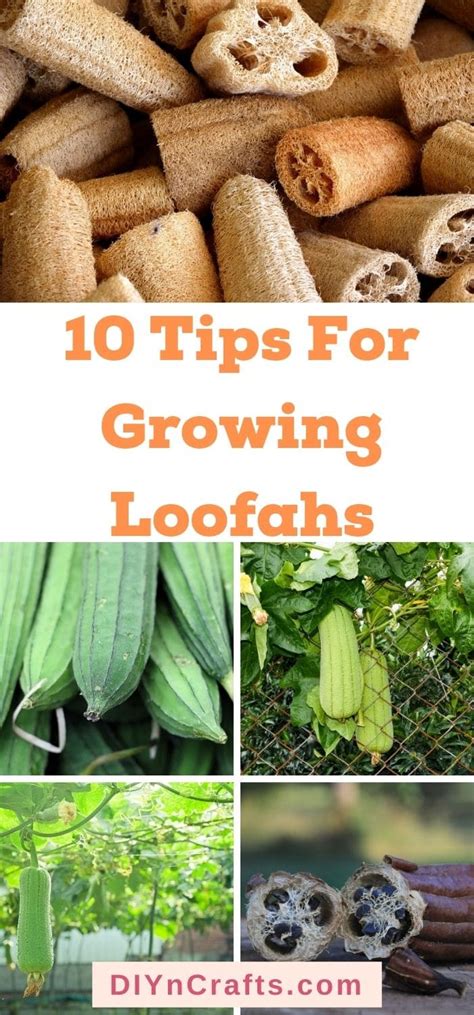 10 Amazing Tips For Growing Loofahs From Seeds Diy And Crafts