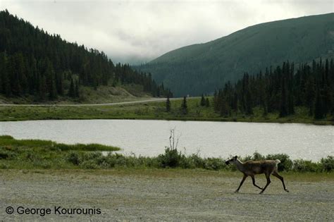 Wildlife - Yukon Territory