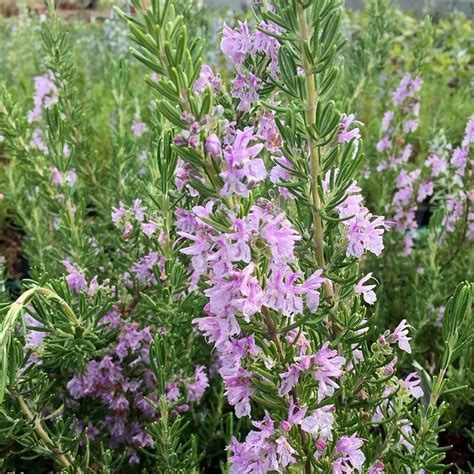 Pink Majorca Rosemary Pink Flowering Rosmarinus Officinalis