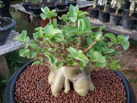 Семена Адениума Арабикум: купить в интернет-магазине с доставкой почтой ...