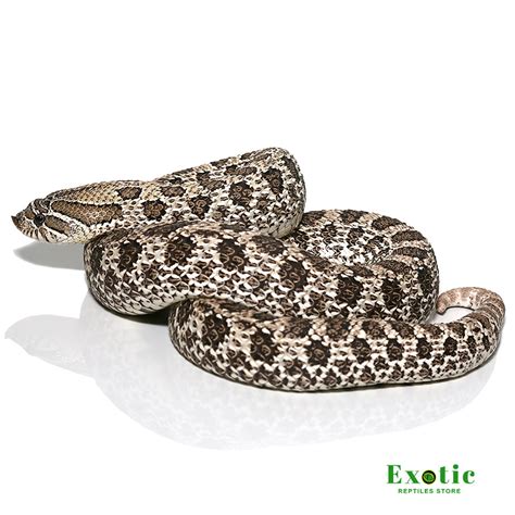 Axanthic Het Albino Hognose Snake Exotic Reptiles Store