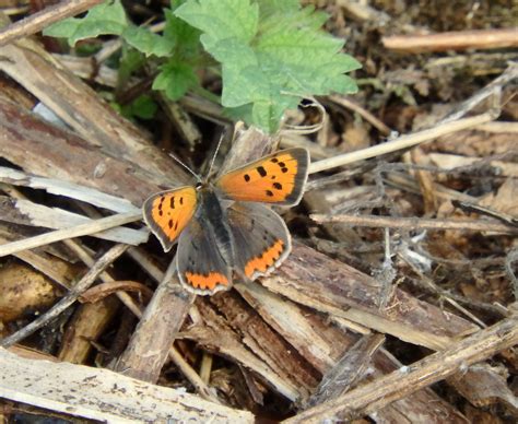 Ewelme Wildlife