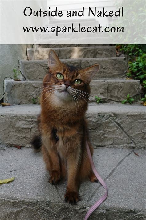 Outside And Naked Summers Fabulous Cat Life