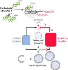 Fxr Dependent Rubicon Induction Impairs Autophagy In Models Of Human