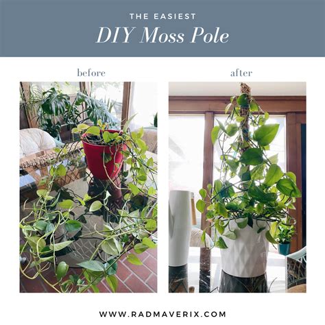 The Easiest Diy Moss Pole — Rad Maverix