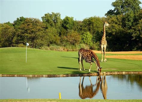 Leopard Creek 03 · Sogoto