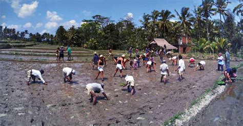 Sawah Bali: The Organisation Preserving Bali's Rice Fields - NOW! Bali