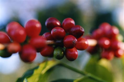 TORIBA COFFEE