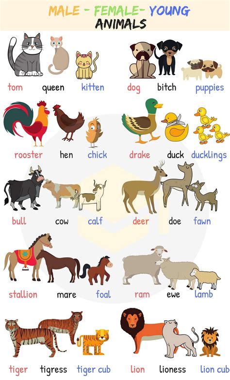 Animais A Letra A Em Inglês BRAINCP