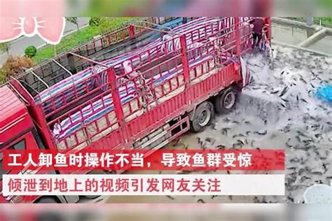 一货车上万斤鱼挣破油布包瞬间倾泻而下淹没院子工人吓得跳脚