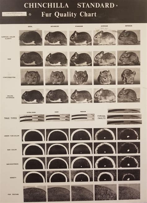 Chinchilla Color Chart