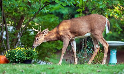 Odor Deer Repellent Archives Wireless Deer Fence® Innovative Deer