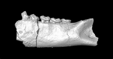 Fossils Rewrite the Story of Lemur Origins | Duke Today