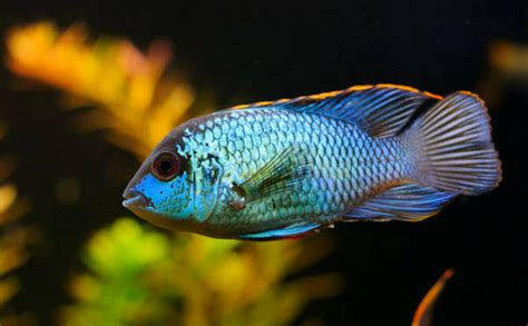 Electric Blue Acara Care Guide Types Diet Tanks Tank Mates Breeding