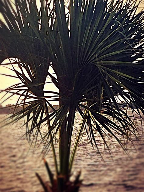 Aesthetic Palm Tree Phone Wallpapers Top Free Aesthetic Palm Tree