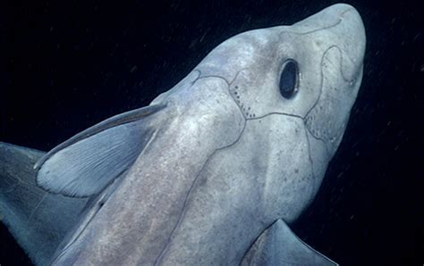 Deep Sea Ghost Shark Caught On Camera For The First Time
