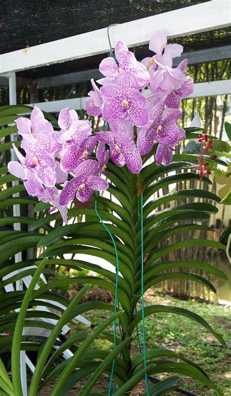 V Madame Rattana X Wirat Plant 1 Vanda Orchids Exotic Orchids