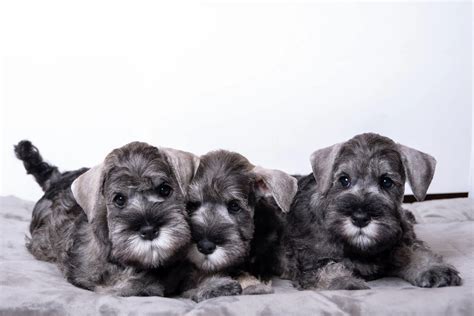 Schnauzer Puppy Pictures and Facts