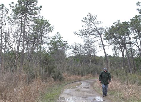 Manutenzione In Pineta Stanziati 100mila Euro Per La Cura Del Verde