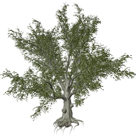 American Beech Tree Collection By Antoniokowatsch