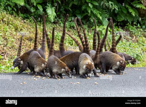 Costa Rica Provincia Di Alajuela Bianco Naso Coatis Nasua Narica