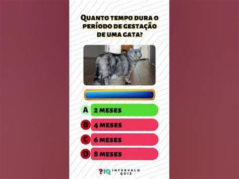 Quanto Tempo A Gata Fica Grávida - quanto tempo dura a gestação de uma gata? quiz de conhecimentos gerais ...