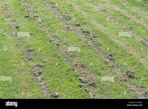 Grass Cutting High Resolution Stock Photography and Images - Alamy