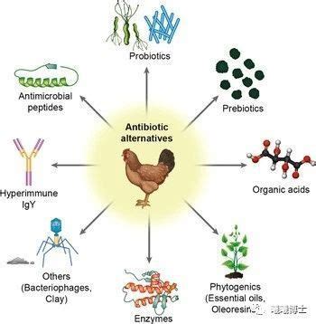 botanical extract as antibiotic alternatives - Knowledge - XI'AN VICTARBIO Company